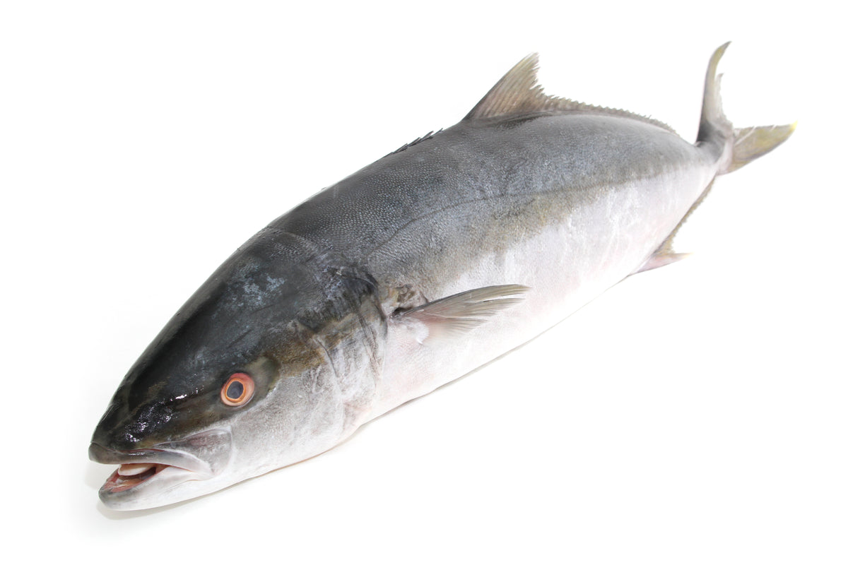 Buy Yellowtail Tuna – Santa Barbara Fish Market
