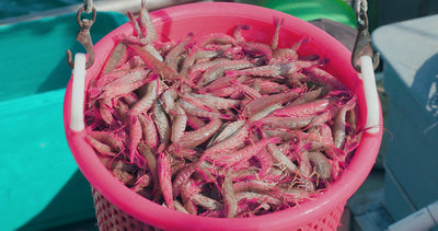 Santa Barbara Channel Ridgeback Shrimp