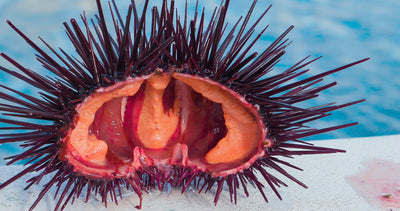 Red Sea Urchin Ceviche