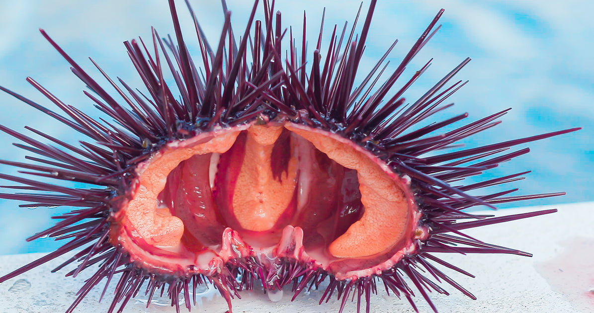 Urchin – Santa Barbara Fish Market
