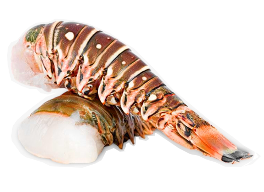 succulent lobster tails Caribbean Lobster Tails 10-12oz – Santa Barbara Fish Market