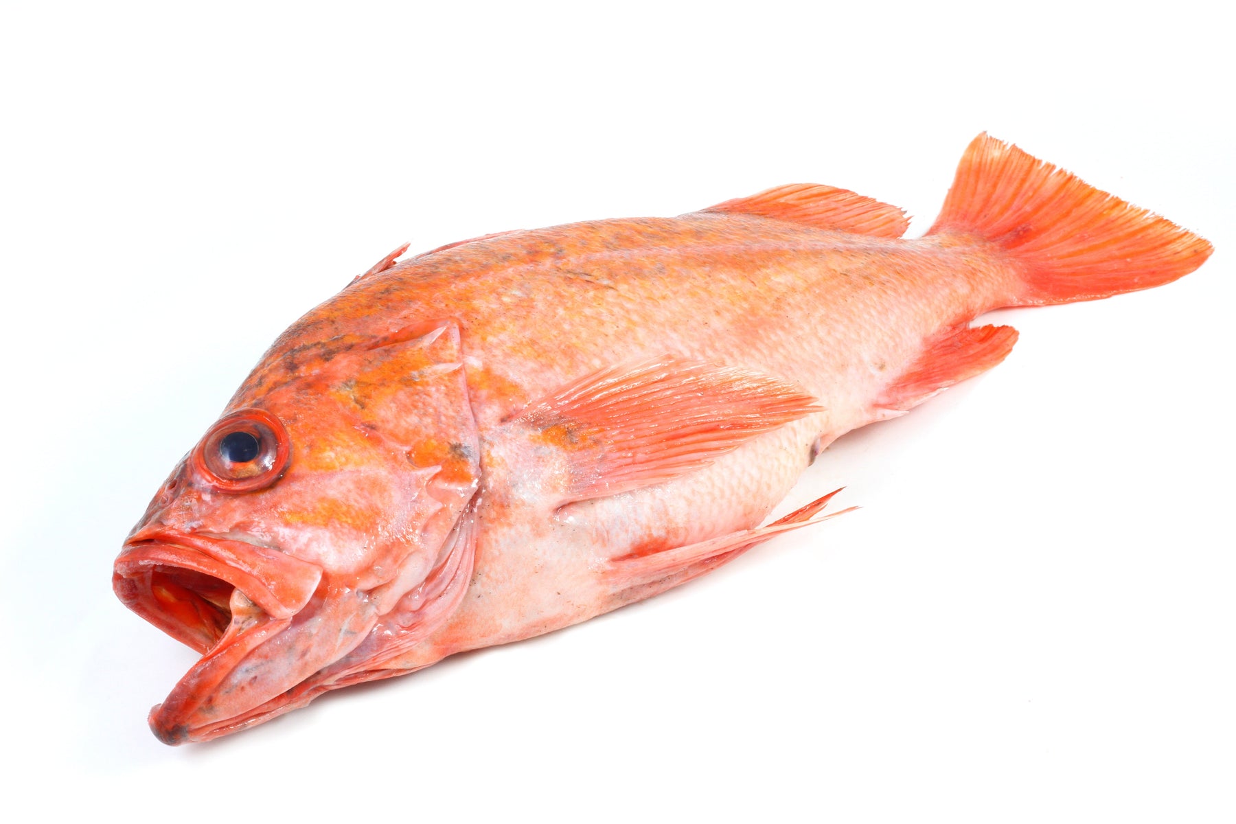 buy fresh fish online – Santa Barbara Fish Market