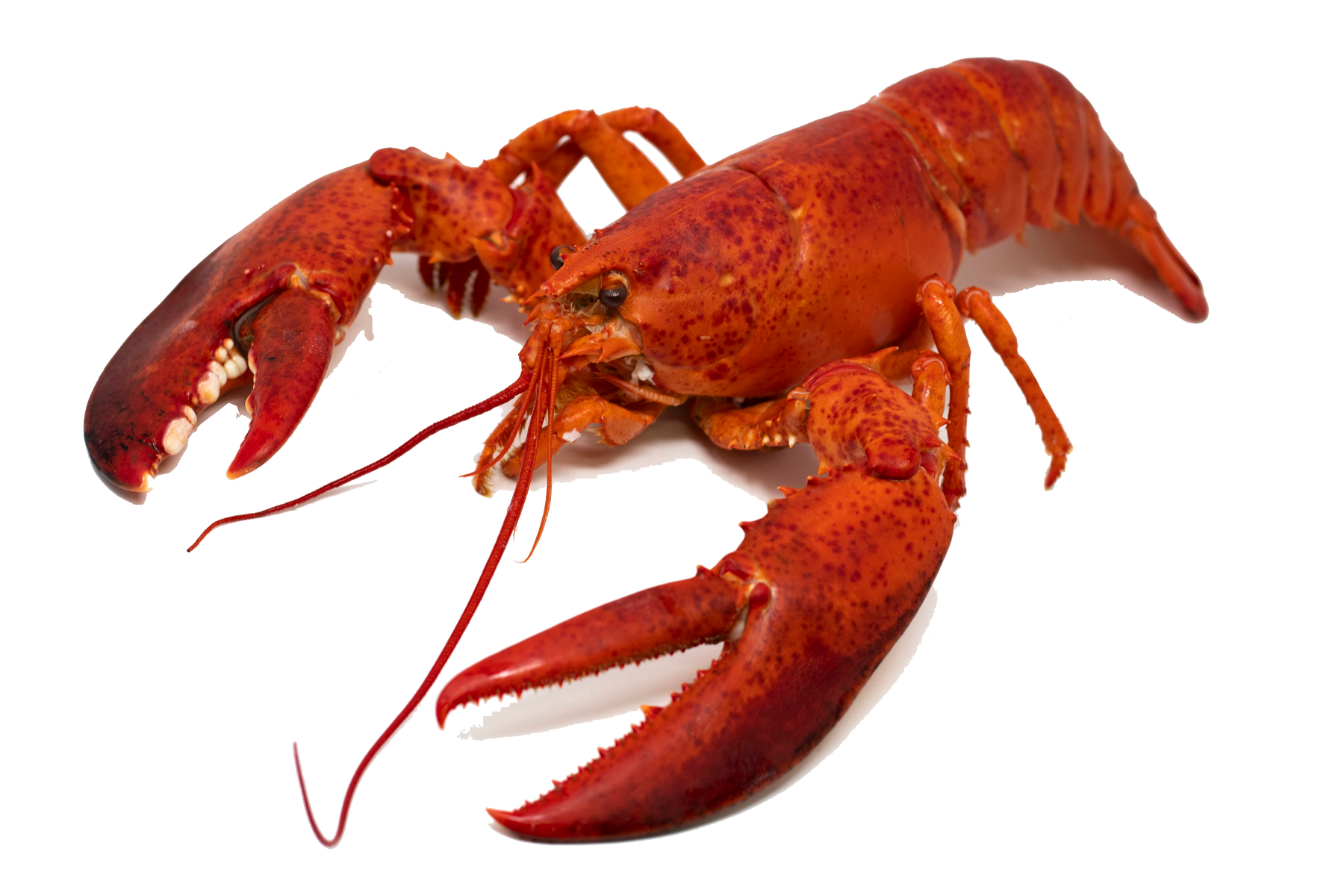 https://www.sbfish.com/cdn/shop/products/Cooked_Lobster_ETJ_1800x1800.png?v=1624245798