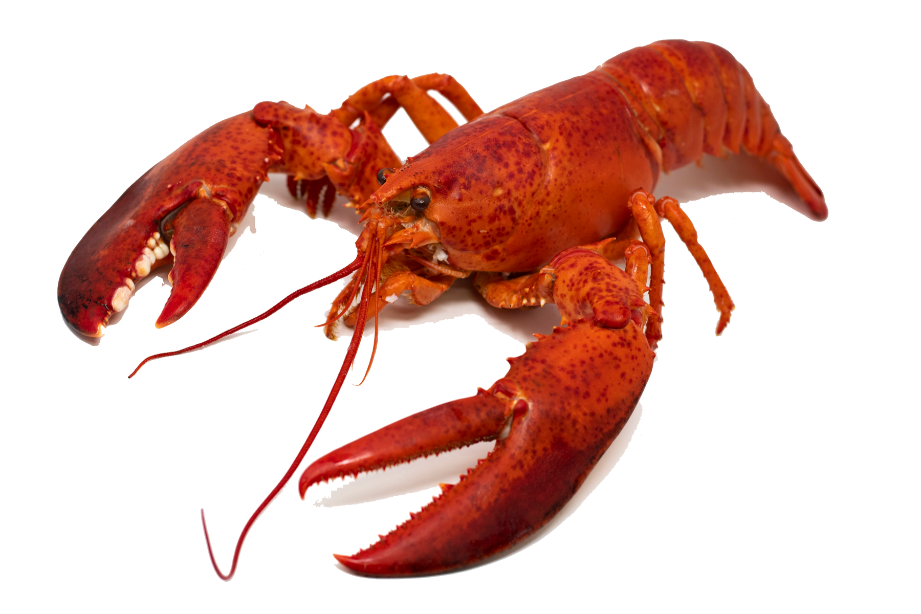 Maine Lobster - Cooked – Santa Barbara Fish Market