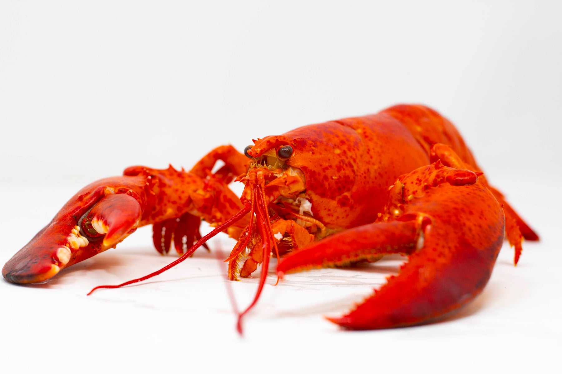 Maine Lobster - Cooked – Santa Barbara Fish Market