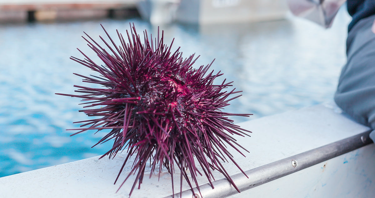 Buy Sea Urchin – Santa Barbara Fish Market